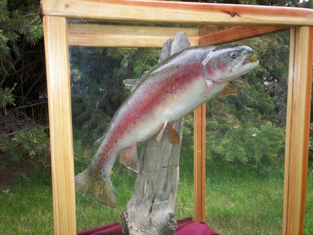 Rainbow Trout