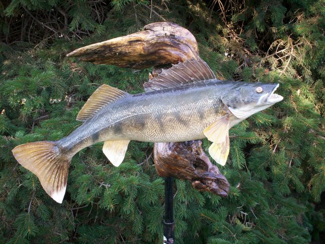 walleye
