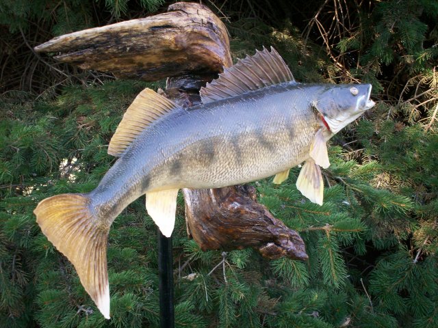 walleye