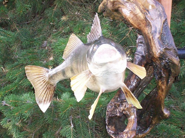 walleye