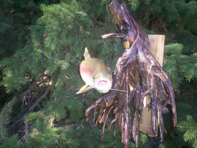 Rainbow trout