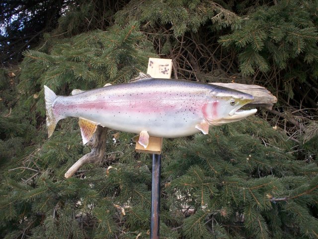 Rainbow trout
