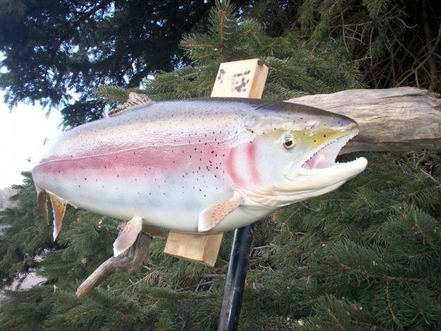 Rainbow trout