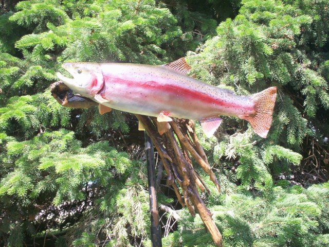 Rainbow Trout