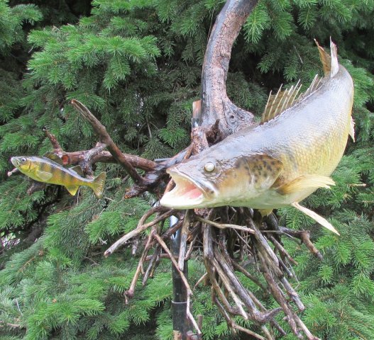 Walleye