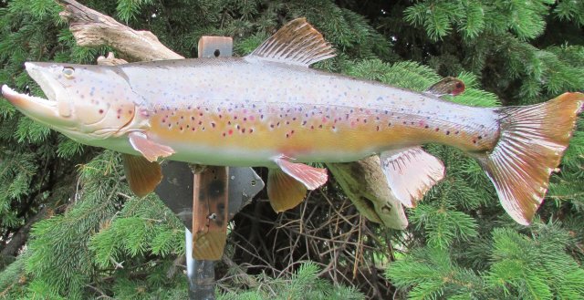 Brown Trout