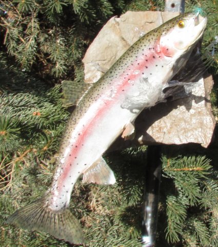 Rainbow Trout