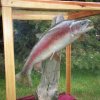 Rainbow Trout