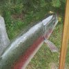 Rainbow Trout