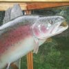 Rainbow Trout