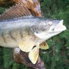 walleye