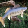 walleye