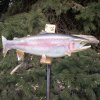 Rainbow trout