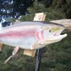 Rainbow trout