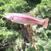 Rainbow Trout