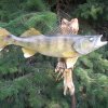 walleye
