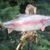 Rainbow trout
