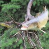 Walleye