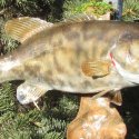 Small Mouth Bass