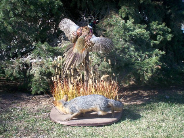 Ring neck Pheasant&#039;s