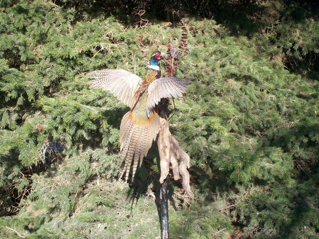 Pheasant