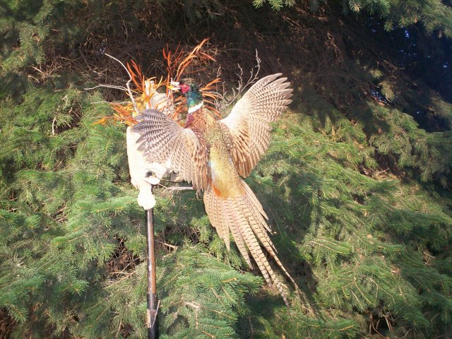 Pheasant