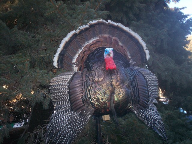 Turkey