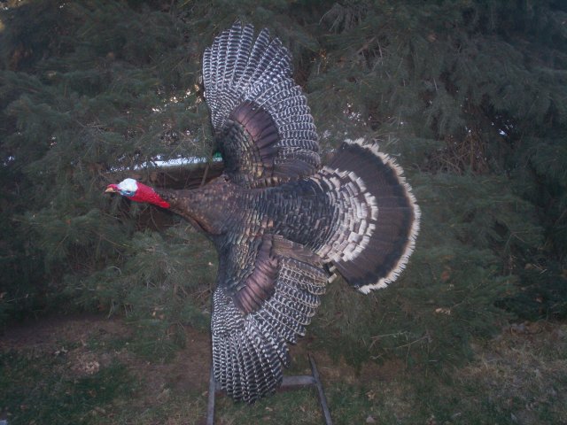 Turkey