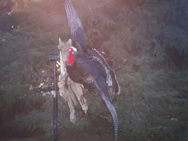 Turkey