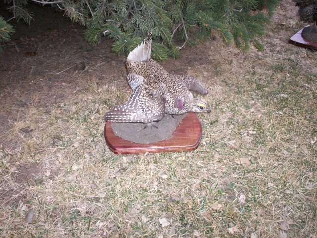 sharptail grouse