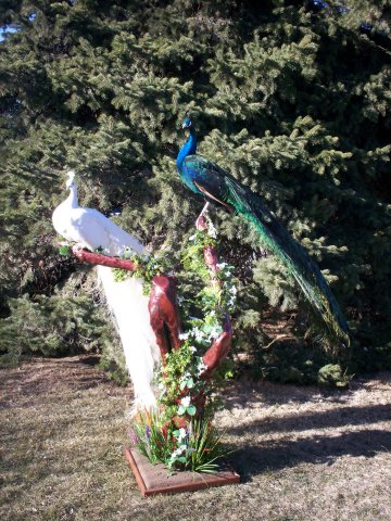 Peacocks