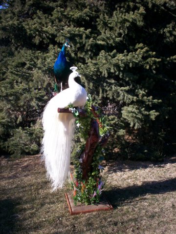 Peacocks
