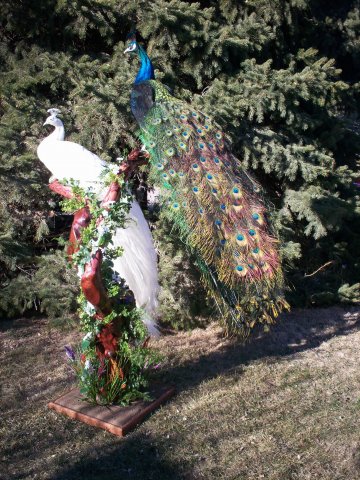 Peacocks