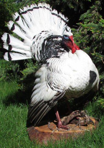 Turkey