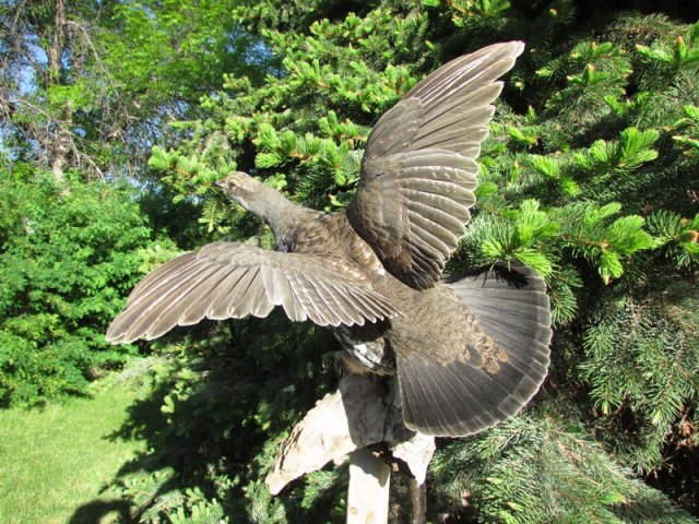 Blue Grouse