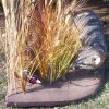 Ring neck Pheasant&#039;s