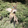 Pheasant