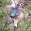 Blue Pheasant