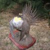sage grouse