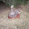 sharptail grouse