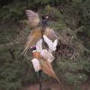 pheasants