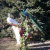 Peacocks