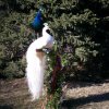 Peacocks