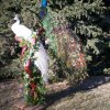Peacocks