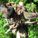 Spruce Grouse