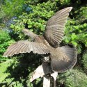 Blue Grouse