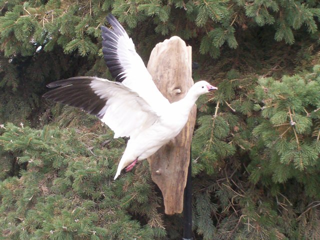 Ross goose