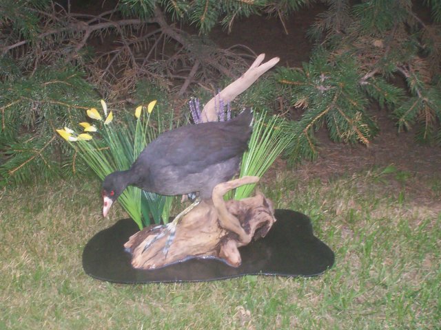 Coot