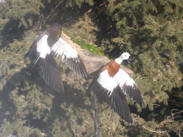 Paradise ducks