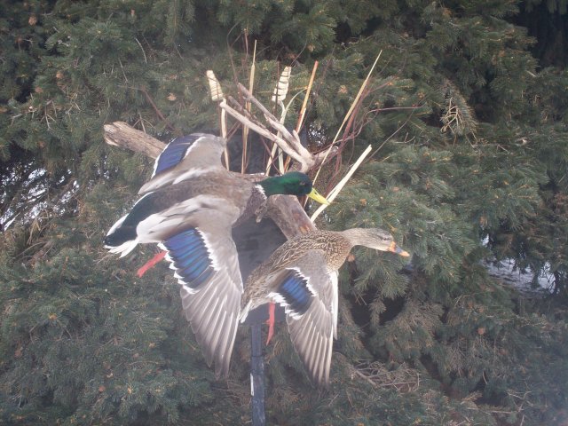 Mallards